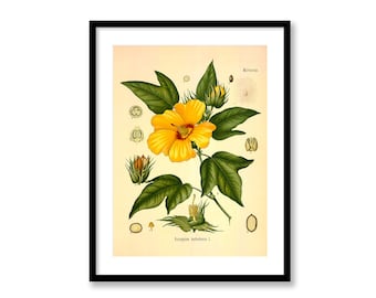 Creole Cotton Gossypium Barbadense Vintage Medical Botanicals Antique Plant and Herb Drawing  Kitchen Art Decor BUY 3 Get 4th PRINT FREE