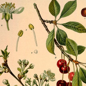 Sour Cherry Prunus Cerasus Vintage Medical Botanicals Antique Plant and Herb Drawings Kitchen Art Decorative Print BUY 3 Get 4th PRINT FREE image 4