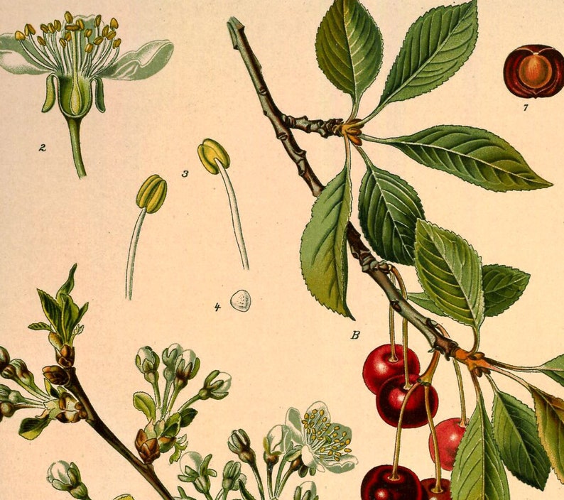 Sour Cherry Prunus Cerasus Vintage Medical Botanicals Antique Plant and Herb Drawings Kitchen Art Decorative Print BUY 3 Get 4th PRINT FREE image 4