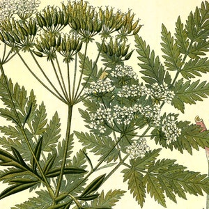 Wild Chervil Anthriscus cerefolium Vintage Medical Botanicals Antique Plant Herb Drawings Ready to Hang Kitchen Art Decor Canvas Scroll image 3