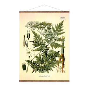 Wild Chervil Anthriscus cerefolium Vintage Medical Botanicals Antique Plant Herb Drawings Ready to Hang Kitchen Art Decor Canvas Scroll image 1