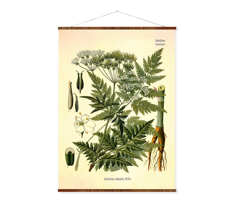 Wild Chervil Anthriscus cerefolium Vintage Medical Botanicals Antique Plant Herb Drawings Ready to Hang Kitchen Art Decor Canvas Scroll image 1