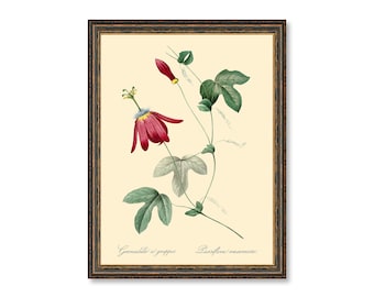 Red Passion Flower Medical Plant Botanicals Floral Antique Plant and Herb Drawings Kitchen Art Decorative Print BUY 3 Get 4th PRINT FREE