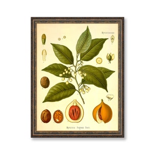 Nutmeg Myristica Fragrans Houtt Vintage Medical Botanicals Antique Plant and Herb Drawings Kitchen Decor Print BUY 3 Get 4th PRINT FREE image 1