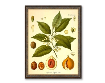 Nutmeg Myristica Fragrans Houtt Vintage Medical Botanicals Antique Plant and Herb Drawings Kitchen Decor Print BUY 3 Get 4th PRINT FREE