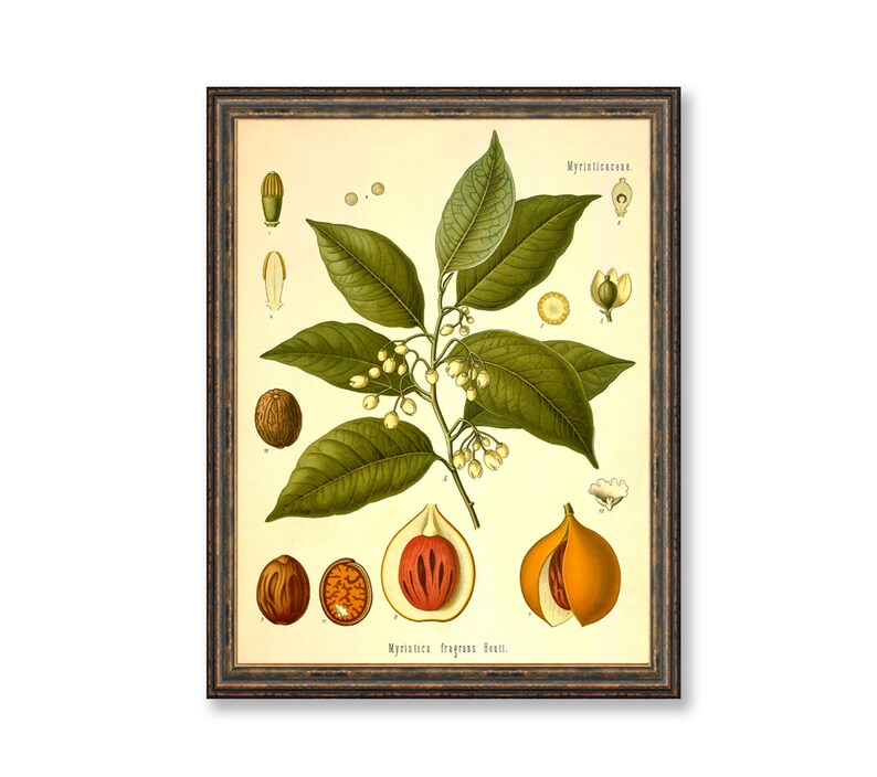 Nutmeg Myristica Fragrans Houtt Vintage Medical Botanicals Antique Plant and Herb Drawings Kitchen Decor Print BUY 3 Get 4th PRINT FREE image 1