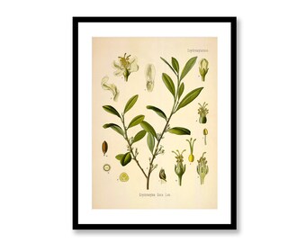 Cocaine Plant Erythroxylon Coca Vintage Medical Botanicals Antique Plant and Herb Drawings  Kitchen Art Decor Print BUY 3 Get 4th PRINT FREE