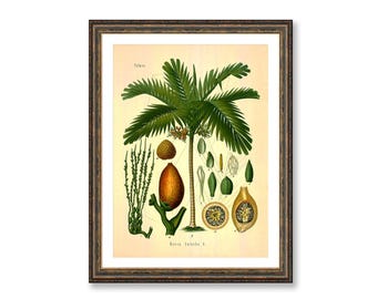 Impresión botánica de palma de betel: ilustración vintage de planta medicinal