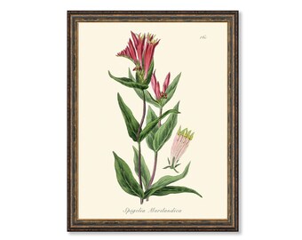 The Woodland Pinkroot Illustration Botanicals Antique Plant and Herb Drawings Kitchen Art Decorative Print BUY 3 Get 4th PRINT FREE