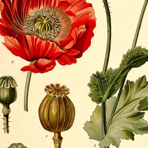 May include: A botanical illustration of a poppy flower with red petals and a green stem. The flower is in bloom and has a large, round seed pod. The illustration is labeled with the letter "B".