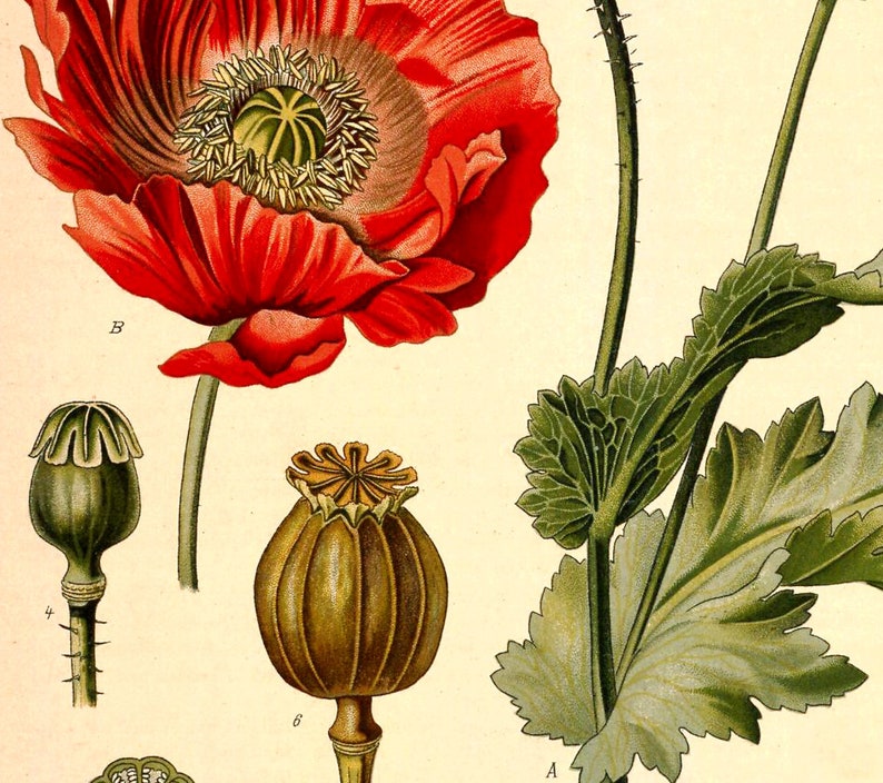 May include: A botanical illustration of a poppy flower with red petals and a green stem. The flower is in bloom and has a large, round seed pod. The illustration is labeled with the letter "B".
