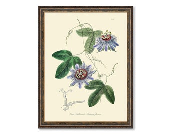 Passion Flower Botanicals Floral Antique Plant and Herb Drawings  Kitchen Art Decorative Print BUY 3 Get 4th PRINT FREE