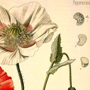 May include: A vintage botanical illustration of a white poppy flower with a pink center. The illustration includes a close-up of the flower's seed pod and leaves. The text "Papaveraceae." is printed in the upper right corner of the image.