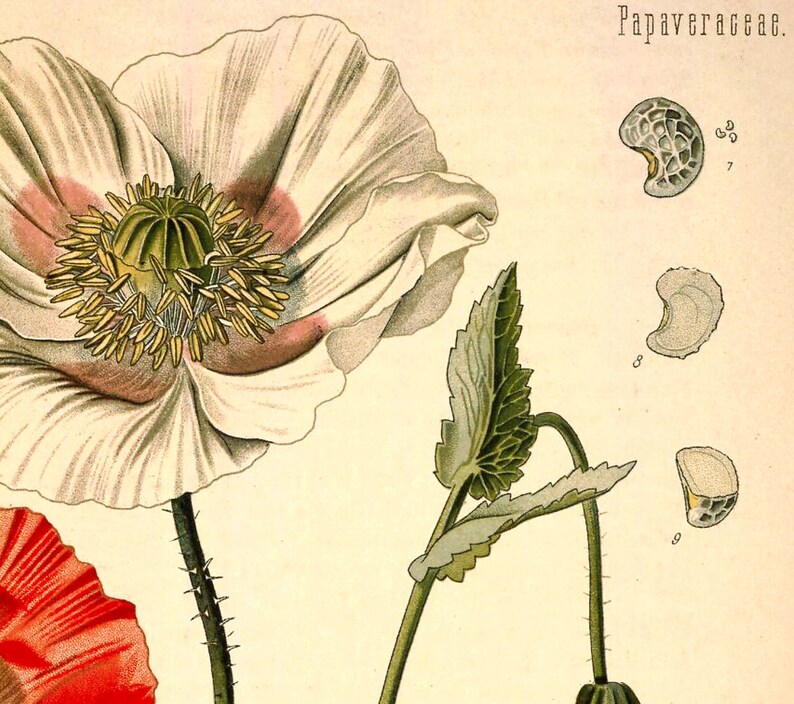 May include: A vintage botanical illustration of a white poppy flower with a pink center. The illustration includes a close-up of the flower's seed pod and leaves. The text "Papaveraceae." is printed in the upper right corner of the image.