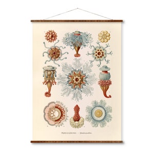 Siphonophorea 2 Vintage Poster on Canvas Ernst Haeckel Illustration Art Ready to Hang Antique Wall Decor Roll Down Canvas Scroll