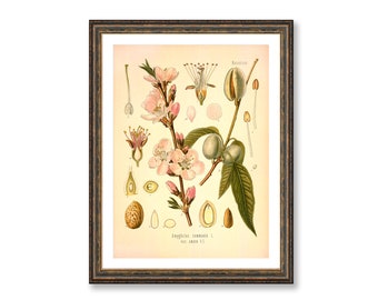 Almond Rosaceae Amygdalus Communis Vintage Medical Botanicals Antique Plant and Herb Drawings  Kitchen Art Print BUY 3 Get 4th PRINT FREE