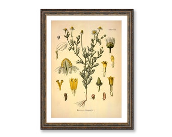 Chamomile Matricaria Chamomilla Vintage Medical Botanicals Antique Plant and Herb Drawings Kitchen Art Decor BUY 3 Get 4th PRINT FREE