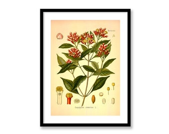 Clove Vintage Medical Botanicals Syzygium Aromaticum Antique Plant and Herb Drawings Kitchen Art Decorative Print BUY 3 Get 4th PRINT FREE