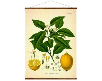 Vintage Lemon Canvas Scroll, Botanical Citrus Art (16x22 or 20x28 inches)