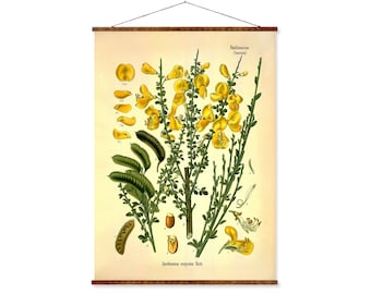 Papilionaceae Plant Vintage Medical Botanicals Antique Plant and Herb Drawings Ready to Hang Kitchen Art Decorative Canvas Scroll