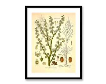 Dorema Ammoniacum Vintage Medical Botanical Ammoniakum Antique Plant and Herb Drawings Kitchen Art Decorative Print BUY 3 Get 4th PRINT FREE