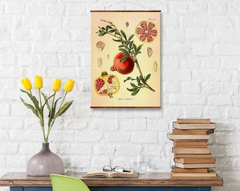 Pomegranate (Punica Granatum) Vintage Medical Botanicals Antique Plant and Herb Drawings Ready to Hang Kitchen Art Decorative Canvas Scroll