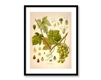 Grape Vitis Vinifera Vintage Medical Botanicals Antique Plant and Herb Drawings Kitchen Art Decorative Print BUY 3 Get 4th PRINT FREE