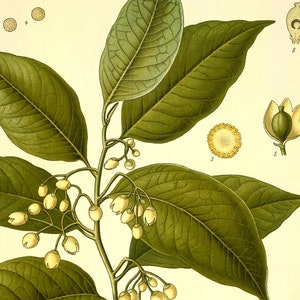 Nutmeg Myristica Fragrans Houtt Vintage Medical Botanicals Antique Plant and Herb Drawings Kitchen Decor Print BUY 3 Get 4th PRINT FREE image 5