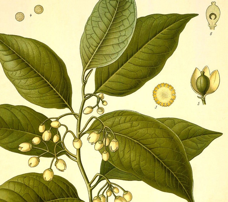 Nutmeg Myristica Fragrans Houtt Vintage Medical Botanicals Antique Plant and Herb Drawings Kitchen Decor Print BUY 3 Get 4th PRINT FREE image 5