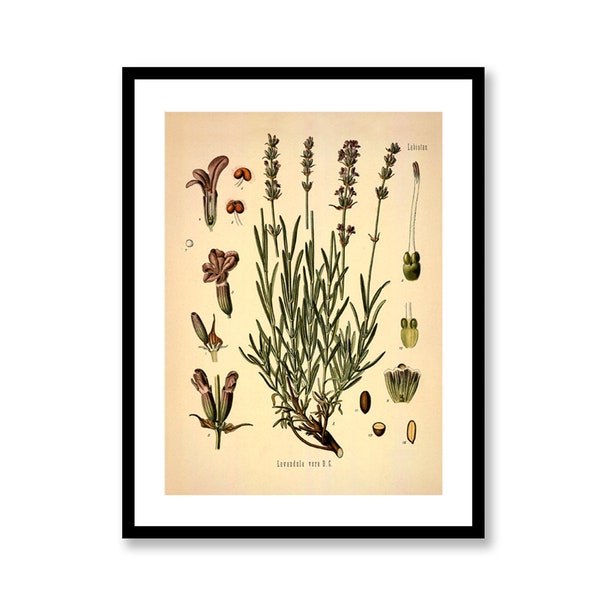 Lavender Lavandula Angustifolia Mill Vintage Medical Botanicals Antique Plant and Herb Drawings Kitchen Art Print BUY 3 Get 4th PRINT FREE