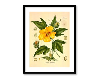 Creole Cotton Botanical Print, Vintage Plant Art, Yellow Flower