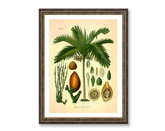 Betel Palm Areca Catechu Vintage Medical Botanicals Antique Plant and Herb Drawings Kitchen Art Decorative Print BUY 3 Get 4th PRINT FREE