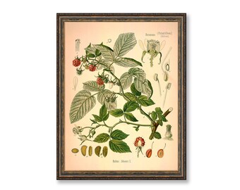 Raspberry (Rubus Idaeus) Vintage Medical Botanicals Antique Plant and Herb Drawings  Kitchen Art Decorative Print BUY 3 Get 4th PRINT FREE