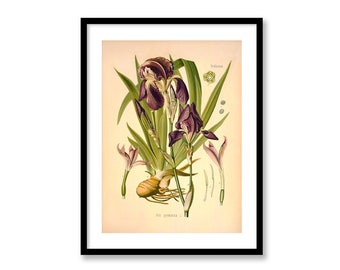 Iris Iris Germanica Vintage Medical Botanicals Antique Plant and Herb Drawings Kitchen Art Decorative Print BUY 3 Get 4th PRINT FREE