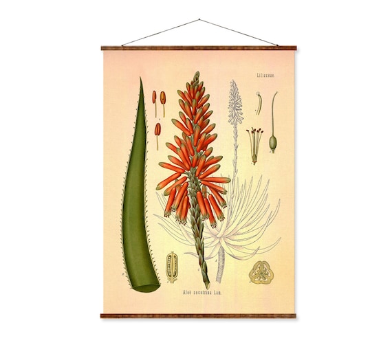 aloe vera gel for personal lubricant Organic Aloe & Water-Based Lubricant