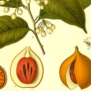 Nutmeg Myristica Fragrans Houtt Vintage Medical Botanicals Antique Plant and Herb Drawings Kitchen Decor Print BUY 3 Get 4th PRINT FREE image 4