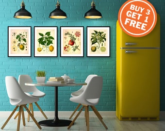 Lemon Citrus Limonum Risso Vintage Medical Botanicals Antique Plant and Herb Drawings  Kitchen Art Decorative Print BUY 3 Get 4th PRINT FREE