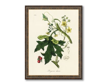 English Mandrake (Bryonia Dioica) Illustration Vintage Botanicals Antique Kitchen Art Decorative Print BUY 3 Get 4th PRINT FREE