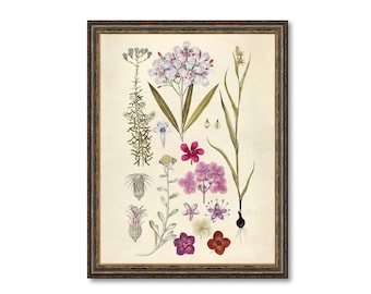May include: A vintage botanical illustration featuring a variety of pink, purple, and white flowers with green leaves and stems. The flowers are arranged in a symmetrical pattern on a cream-colored background.