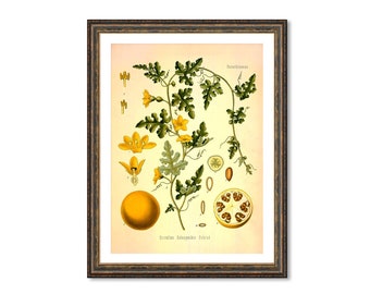 Citrullus Colocynthis Schrad Vintage Medical Botanicals Antique Plant and Herb Drawings  Kitchen Art Print BUY 3 Get 4th PRINT FREE