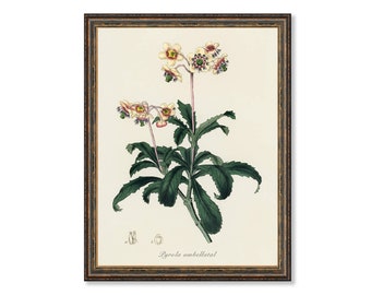 Lyrola Umbellata Floral Antique Plant and Herb Drawings  Kitchen Art Decorative Print BUY 3 Get 4th PRINT FREE