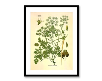 Parsley Petroselinum Crispum Vintage Medical Botanicals Antique Plant and Herb Drawings Kitchen Art Decor Print BUY 3 Get 4th PRINT FREE