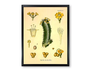 Euphorbia Resinifera Botanical Antique Plant and Herb Drawings Kitchen Art Decorative Print BUY 3 Get 4th PRINT FREE