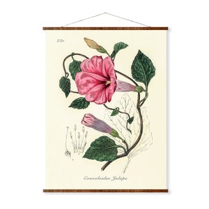 Jalap Illustration - Vintage Convolvulus Jalapa Botanicals Antique Ready to Hang Kitchen Decorative Canvas Scroll
