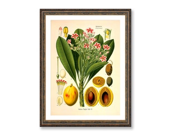 Cerbera Tanghin Hook Vintage Medical Botanicals Cerbera Venenifer Antique Plant and Herb Drawings Kitchen Art BUY 3 Get 4th PRINT FREE