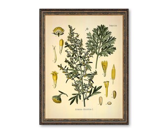 Absinth Medical Plant Botanicals Floral Antique Plant and Herb Drawings  Kitchen Art Decorative Print BUY 3 Get 4th PRINT FREE