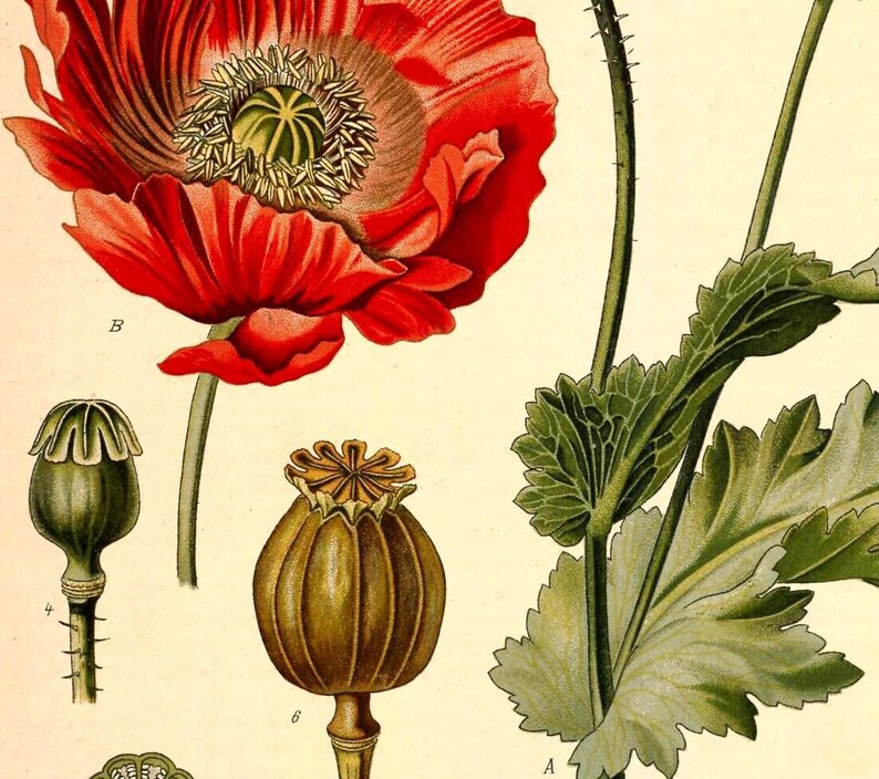 Opium Poppy Botanical Print - Antique Medical Illustration Bild 4
