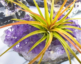 Amethyst Geode Air Plant Holder: Embrace Natural Beauty & Healing