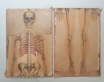 Antique life-sized skeleton print, anatomy art 166 x 56 cm, original bone muscle system antique print on board, vintage gothic home decor