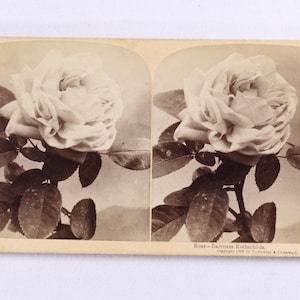 Antike fotografische Stereokarte Rose Baroness Rothschilds Sun Skulptur copyright 1899 Underwood & Underwood